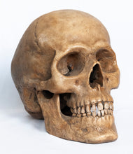 Load image into Gallery viewer, Human Skull Replica - Classic