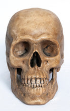 Load image into Gallery viewer, Human Skull Replica - Classic