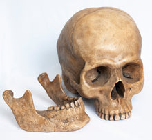 Load image into Gallery viewer, Human Skull Replica - Classic