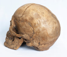 Load image into Gallery viewer, Human Skull Replica - Classic