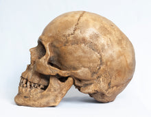 Load image into Gallery viewer, Human Skull Replica - Classic