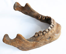 Load image into Gallery viewer, Human Skull Replica - Classic