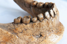 Load image into Gallery viewer, Human Skull Replica - Classic