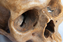 Load image into Gallery viewer, Human Skull Replica - Classic