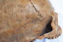 Load image into Gallery viewer, Human Skull Replica - Classic