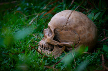 Load image into Gallery viewer, Human Skull Replica - Classic