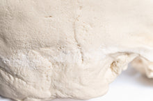 Load image into Gallery viewer, Human Skull Replica - Basic Skull Festive Fox