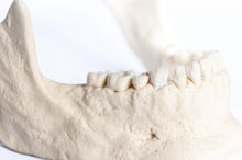 Load image into Gallery viewer, Human Skull Replica - Basic Skull Festive Fox