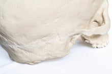 Load image into Gallery viewer, Human Skull Replica - Basic Skull Festive Fox