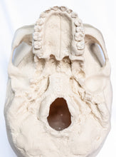 Load image into Gallery viewer, Human Skull Replica - Basic Skull Festive Fox