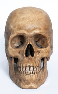 Human Skull Replica - Classic