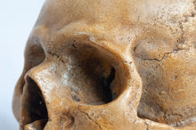 Load image into Gallery viewer, Human Skull Replica - Classic
