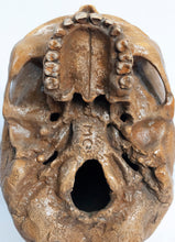 Load image into Gallery viewer, Human Skull Replica - Classic
