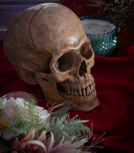 Load image into Gallery viewer, Human Skull Replica - Classic
