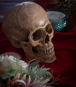 Human Skull Replica - Classic