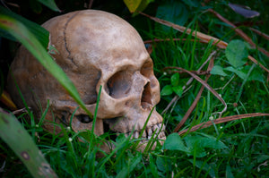 Human Skull Replica - Classic