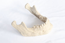 Load image into Gallery viewer, Human Skull Replica - Basic Skull Festive Fox 
