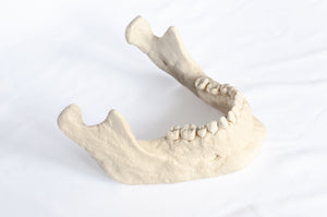 Human Skull Replica - Basic Skull Festive Fox 