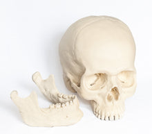 Load image into Gallery viewer, Human Skull Replica - Basic Skull Festive Fox 
