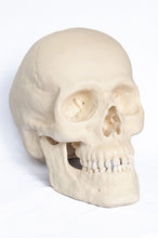 Load image into Gallery viewer, Human Skull Replica - Basic Skull Festive Fox 
