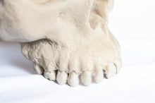 Load image into Gallery viewer, Human Skull Replica - Basic Skull Festive Fox 
