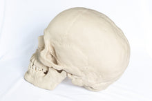 Load image into Gallery viewer, Human Skull Replica - Basic Skull Festive Fox 
