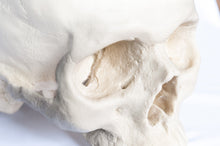 Load image into Gallery viewer, Human Skull Replica - Basic Skull Festive Fox 
