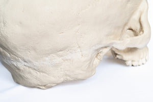 Human Skull Replica - Basic Skull Festive Fox 