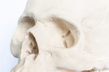 Load image into Gallery viewer, Human Skull Replica - Basic Skull Festive Fox 
