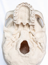 Load image into Gallery viewer, Human Skull Replica - Basic Skull Festive Fox 
