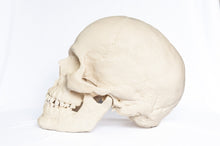 Load image into Gallery viewer, Human Skull Replica - Basic Skull Festive Fox 
