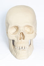 Load image into Gallery viewer, Human Skull Replica - Basic Skull Festive Fox 
