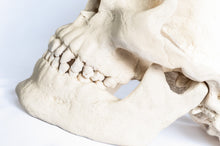 Load image into Gallery viewer, Human Skull Replica - Basic Skull Festive Fox 
